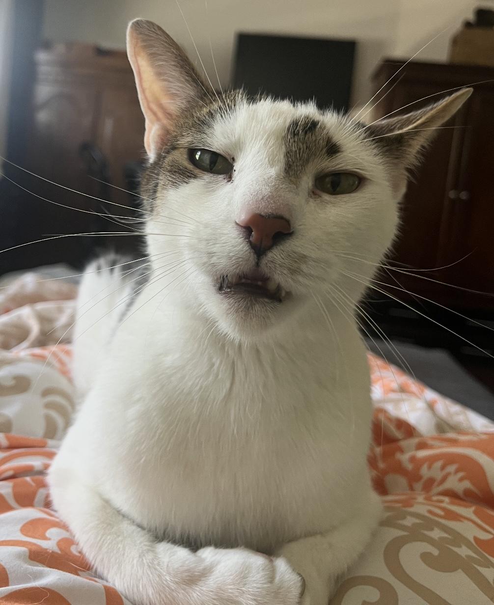 Max ( Snuggle boy / lap cat), a Adoptable mixed breed in Staten Island, NY image 5/6