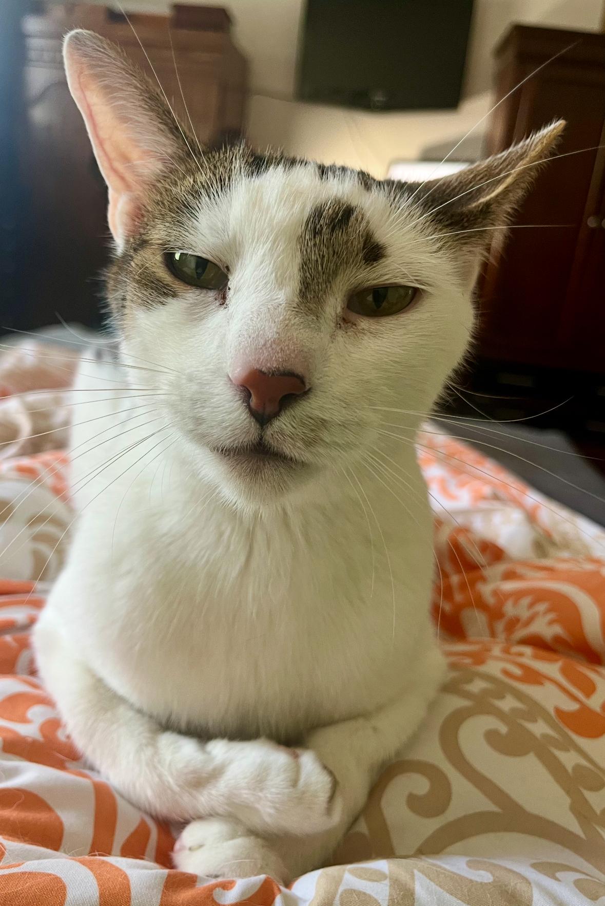 Max ( Snuggle boy / lap cat), a Adoptable mixed breed in Staten Island, NY image 2/6