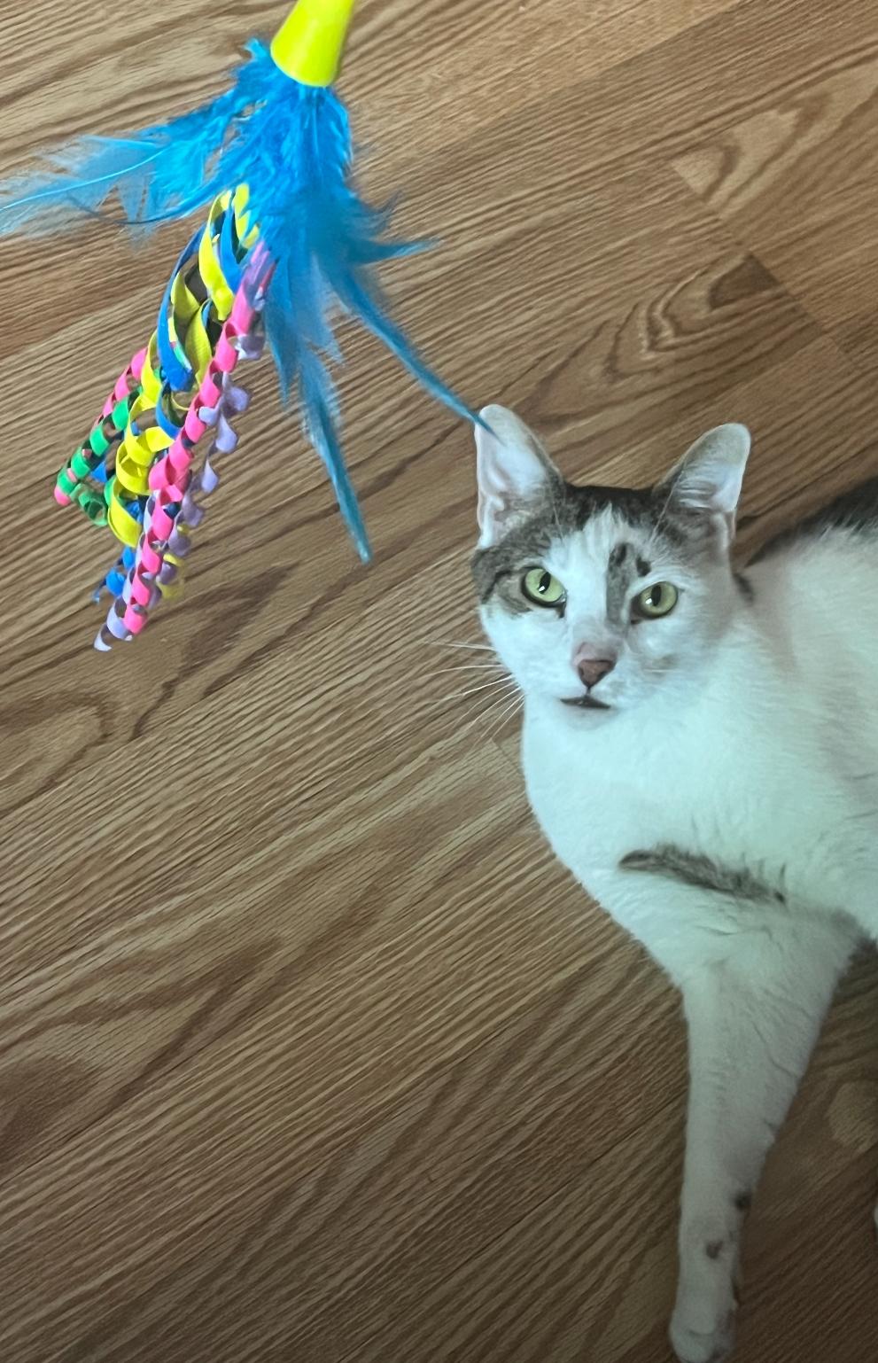 Max ( Snuggle boy / lap cat), a Adoptable mixed breed in Staten Island, NY image 4/6