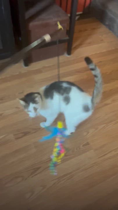 Enlarge Max ( Snuggle boy / lap cat), a Adoptable mixed breed in Staten Island, NY video 3/6