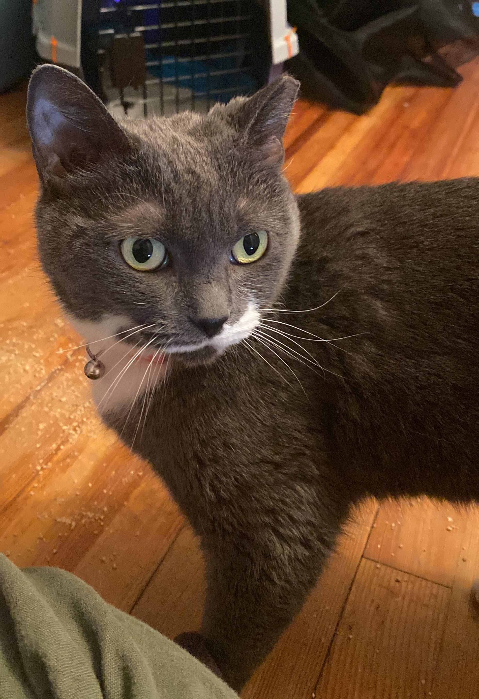 Sharice - Pretty Little Angel, Adoptable, Young Female Domestic Short Hair & Russian Blue.