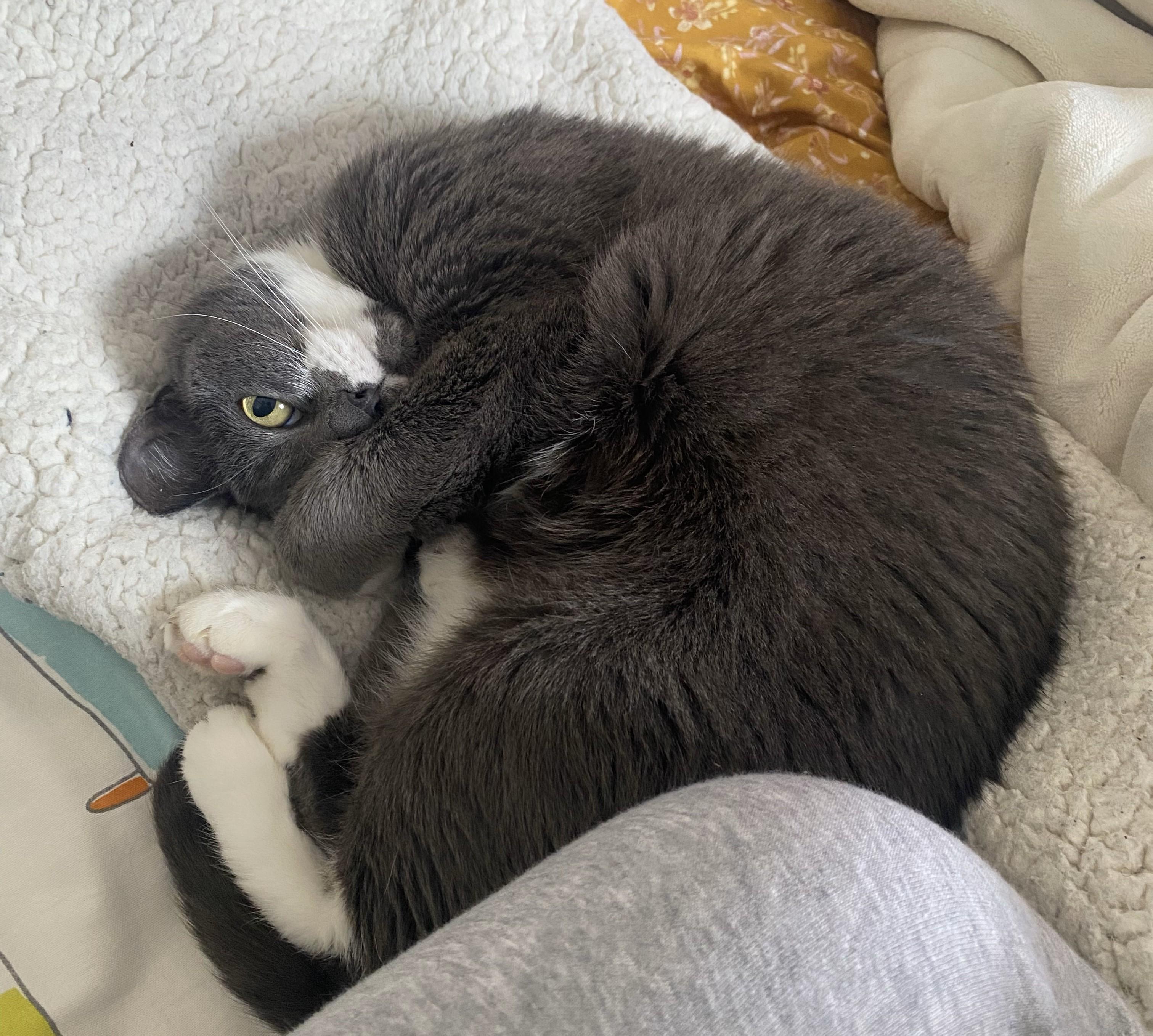 Enlarge Sharice - Pretty Little Angel, a Adoptable mixed breed in New York, NY image 2/6