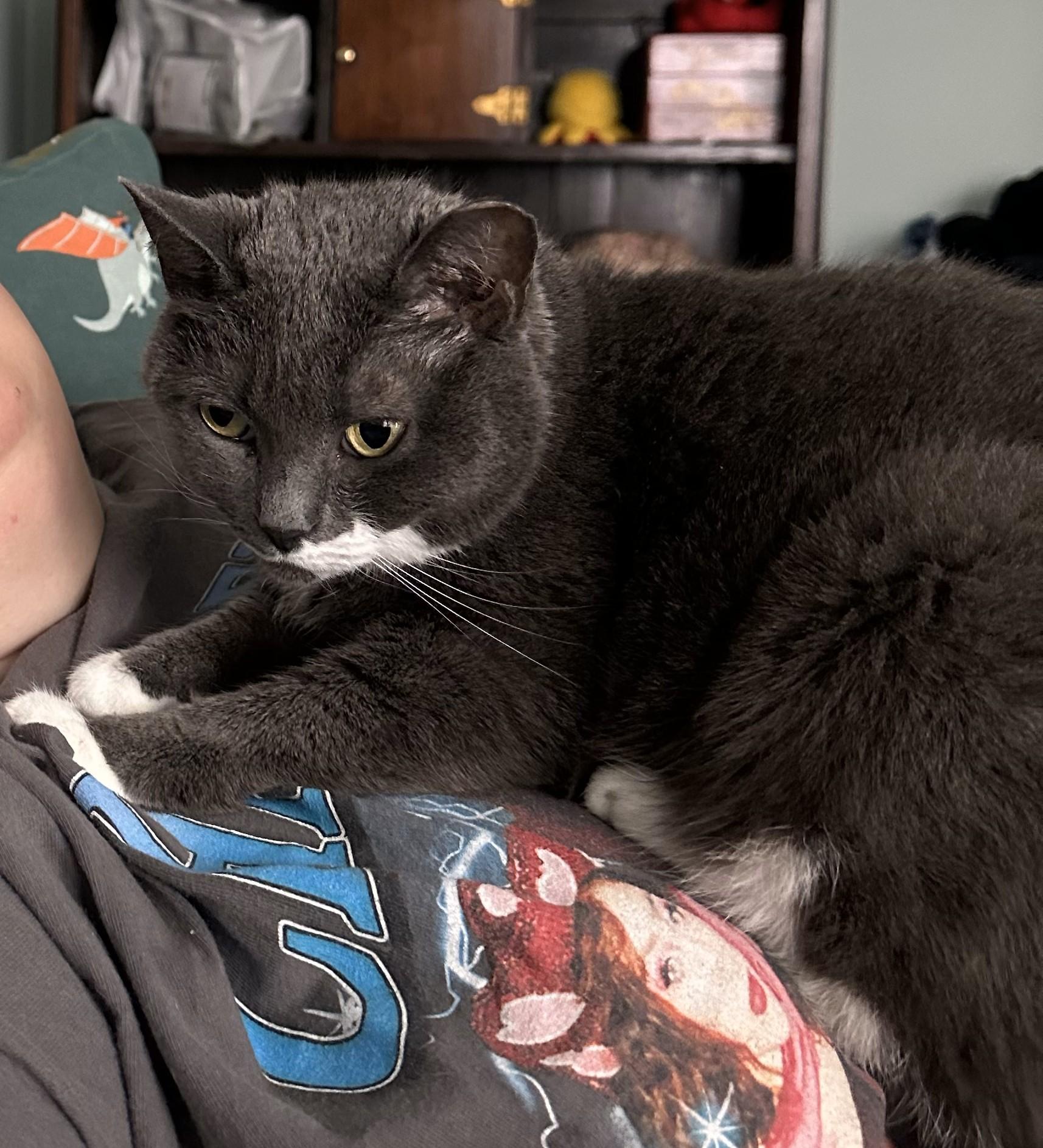 Enlarge Sharice - Pretty Little Angel, a Adoptable mixed breed in New York, NY image 3/6