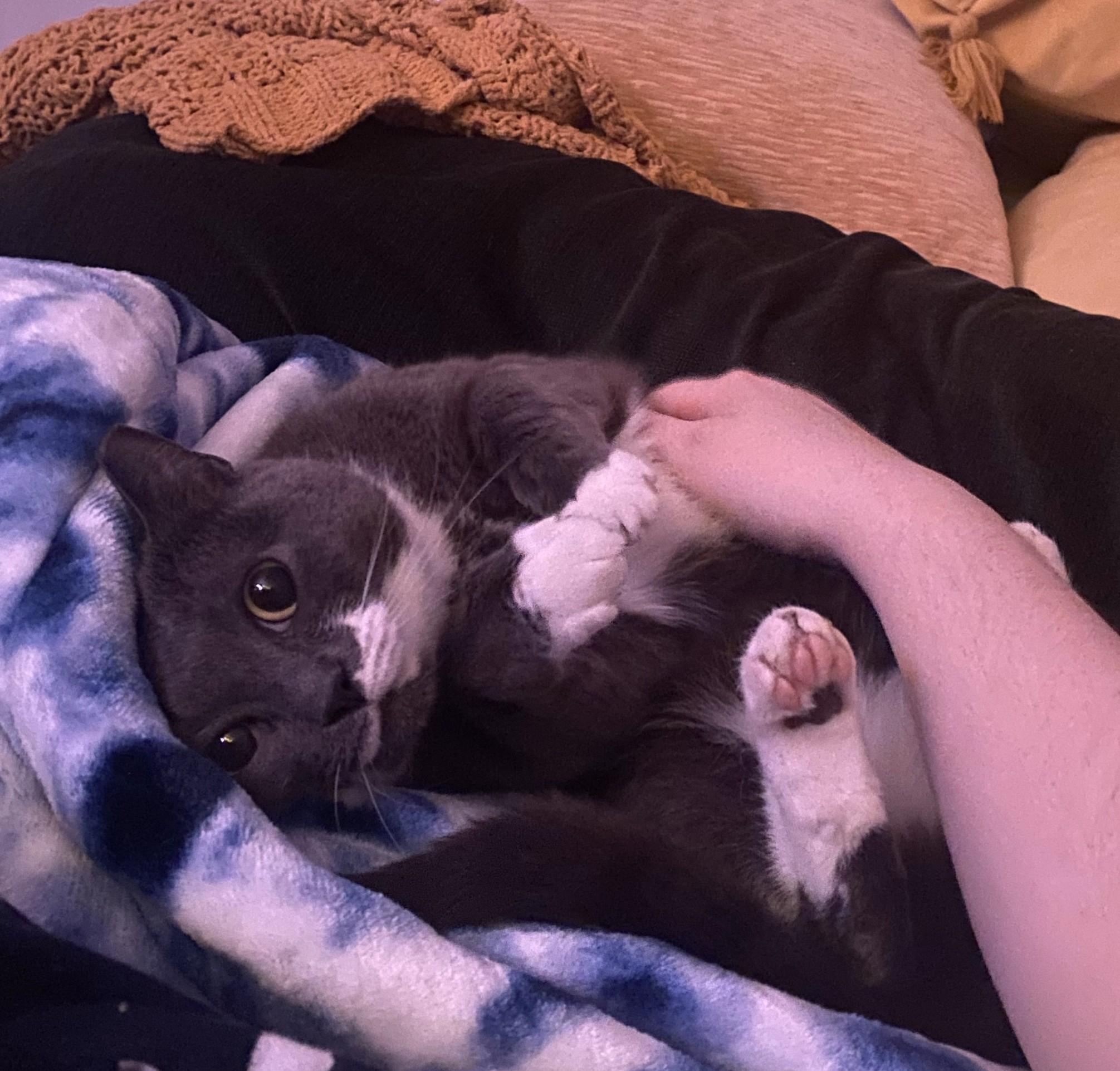 Sharice  Pretty Little thumbnail 4