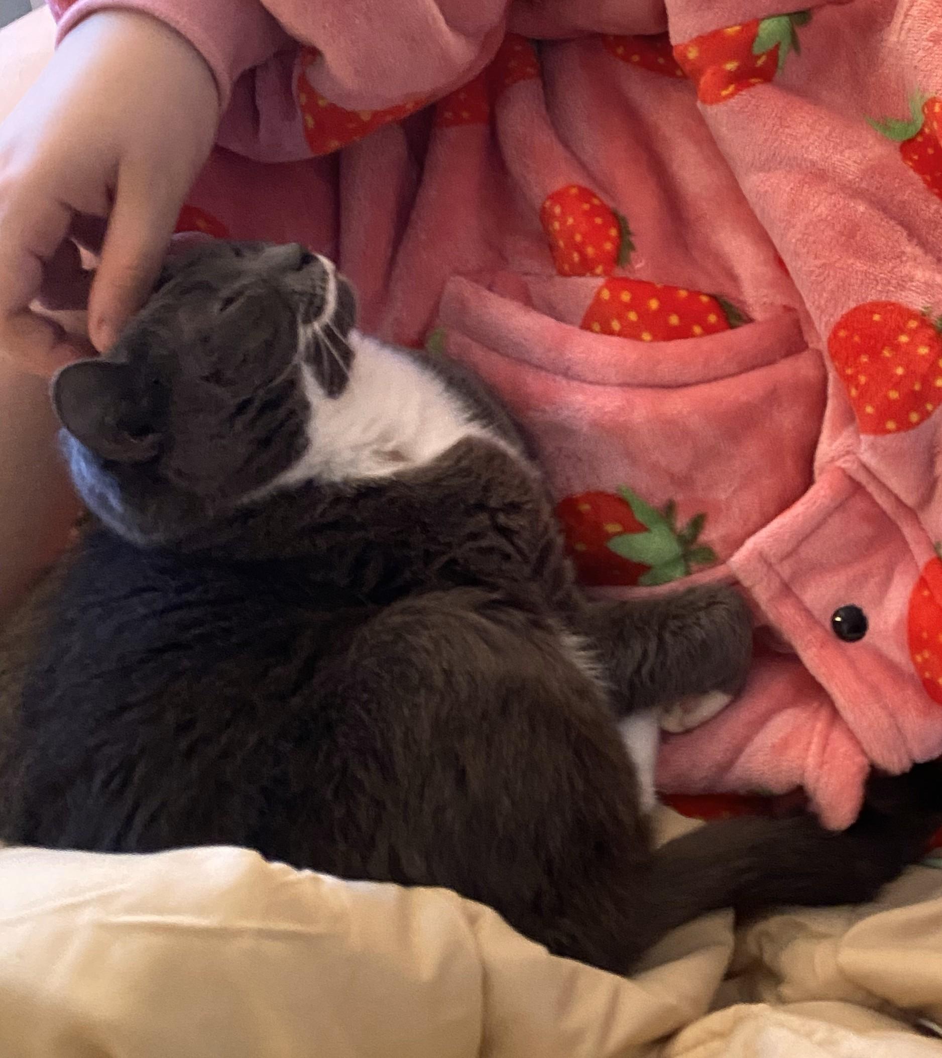 Enlarge Sharice - Pretty Little Angel, a Adoptable mixed breed in New York, NY image 5/6