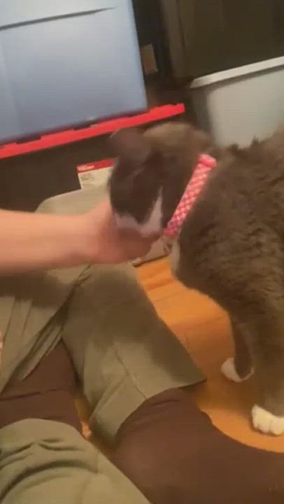 Enlarge Sharice - Pretty Little Angel, a Adoptable mixed breed in New York, NY video 6/6