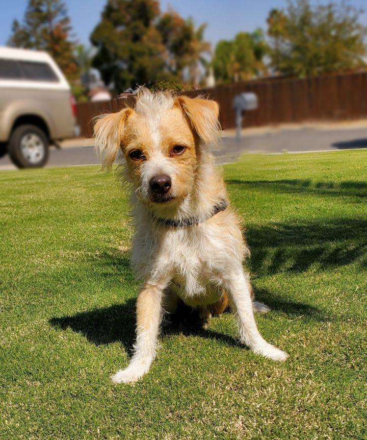 Ron, Adopted, Adult Male Border Terrier.