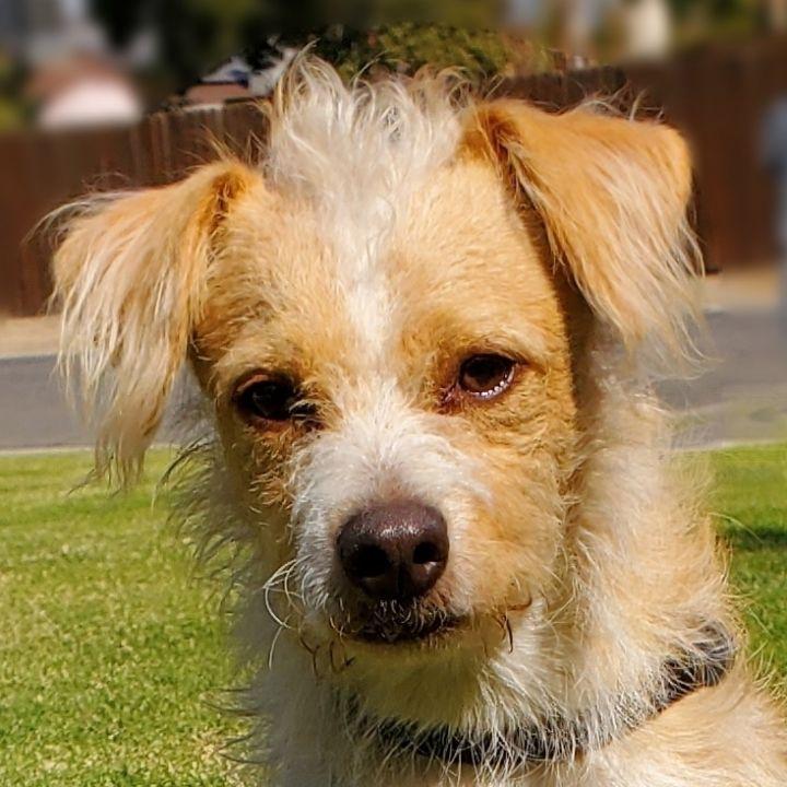 Enlarge Ron, a Adopted mixed breed in Bakersfield, CA image 2/6