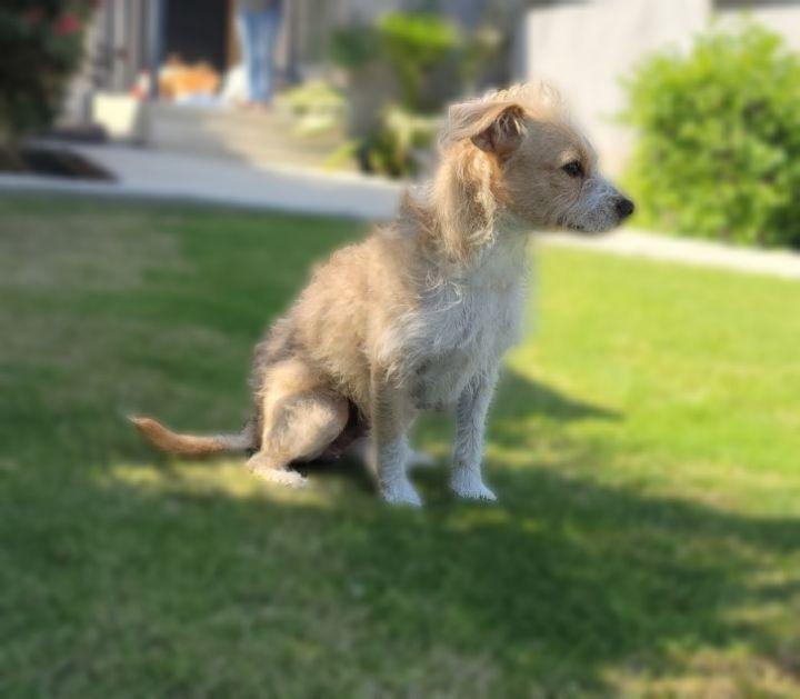 Enlarge Ron, a Adopted mixed breed in Bakersfield, CA image 4/6