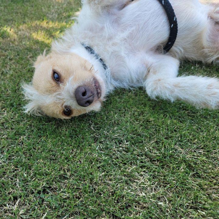 Enlarge Ron, a Adopted mixed breed in Bakersfield, CA image 5/6