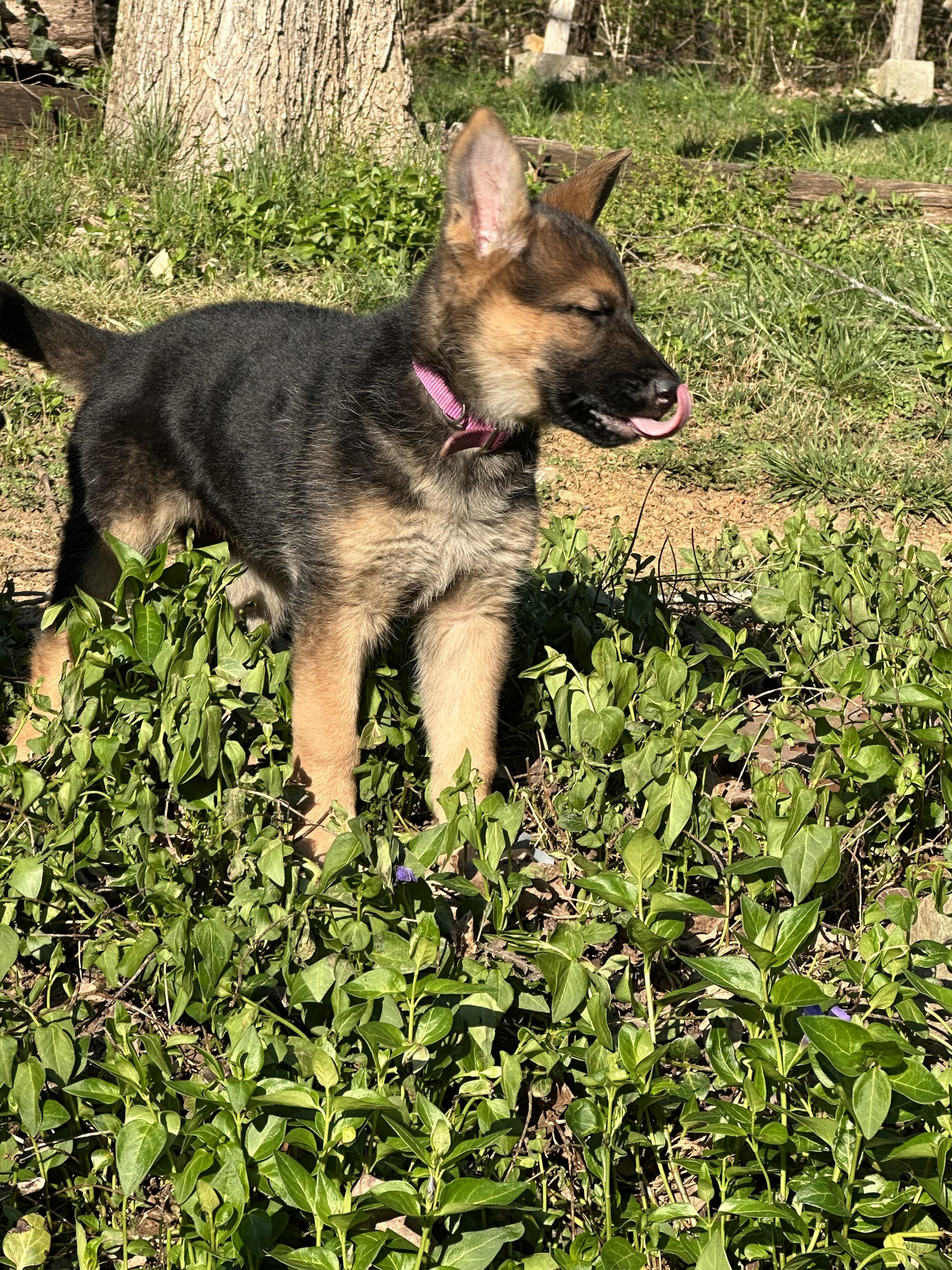 Wheel Jack, Adopted, Puppy Female German Shepherd Dog.