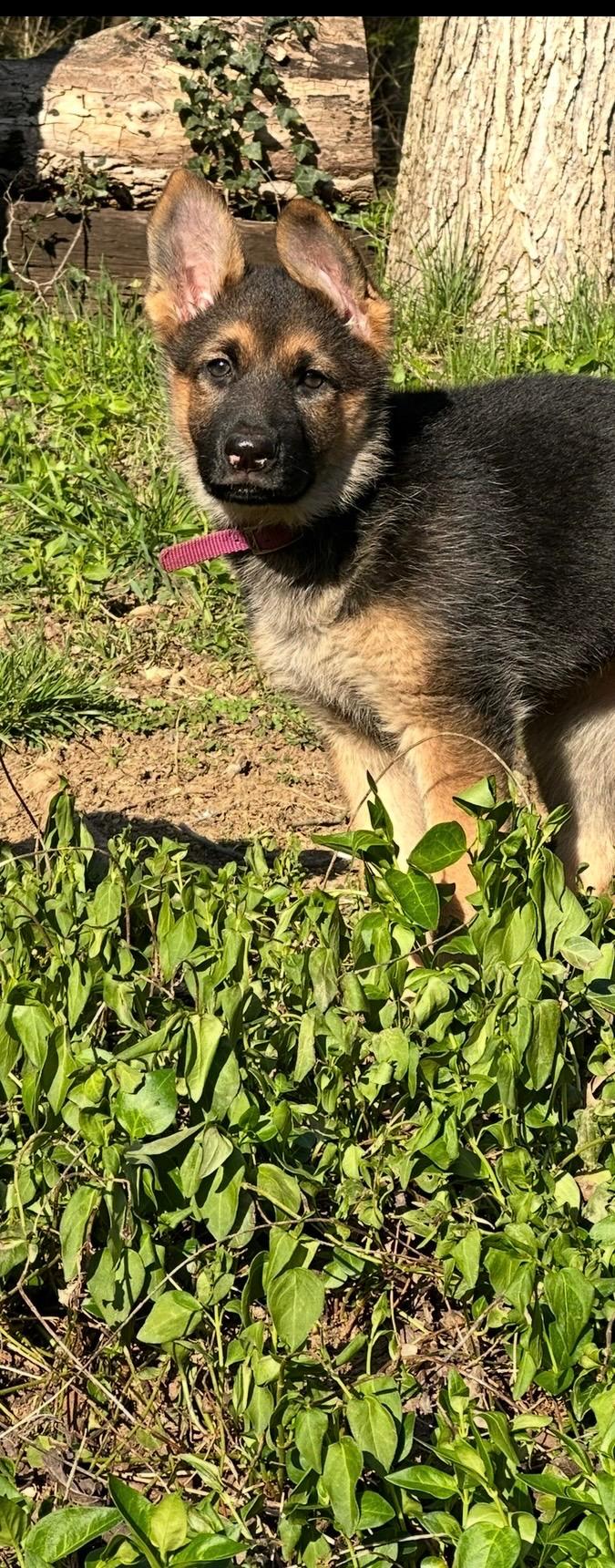 Enlarge Wheel Jack, a Adopted German Shepherd Dog in Knoxville, TN image 2/5