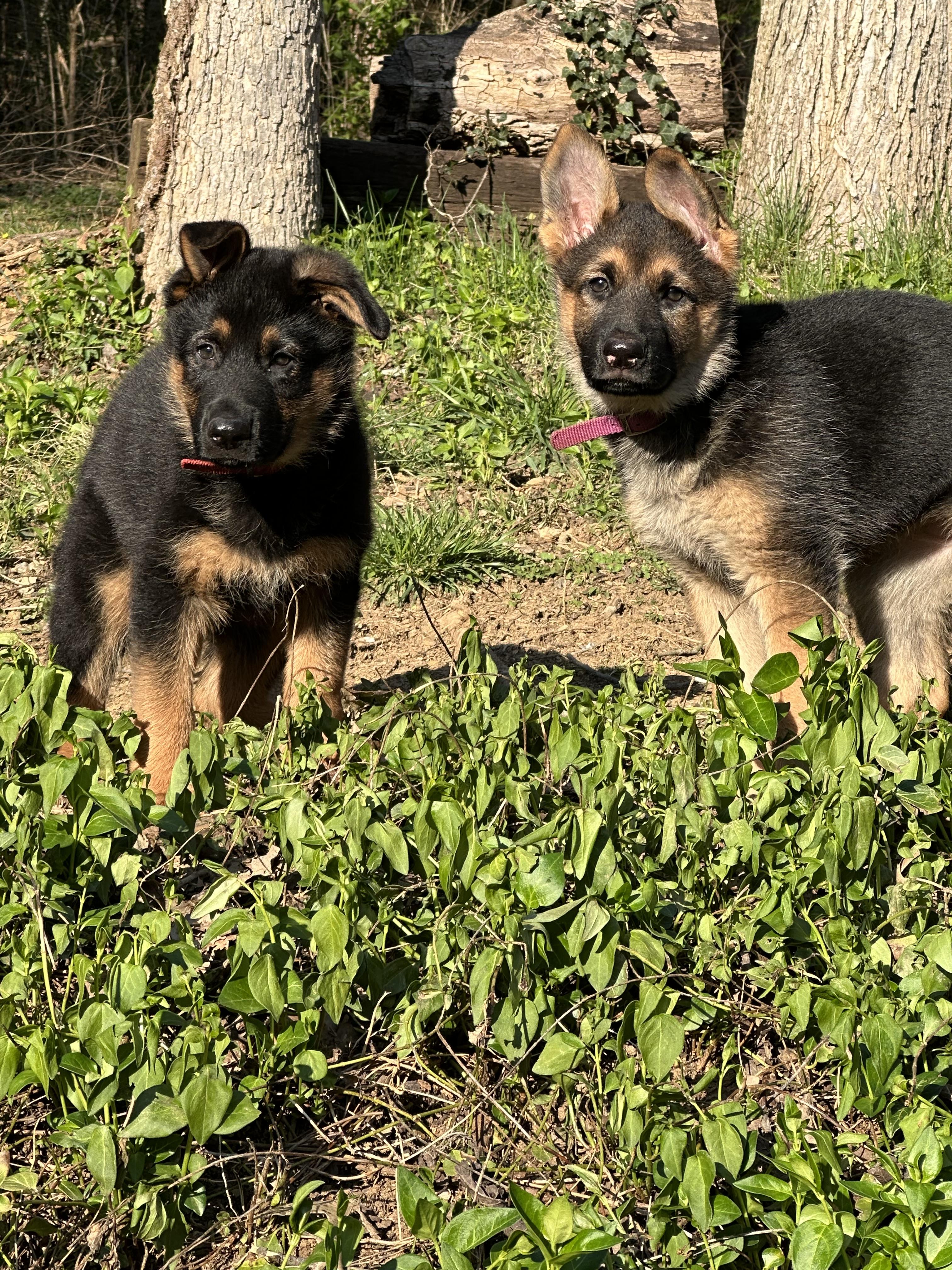 Enlarge Wheel Jack, a Adopted German Shepherd Dog in Knoxville, TN image 3/5