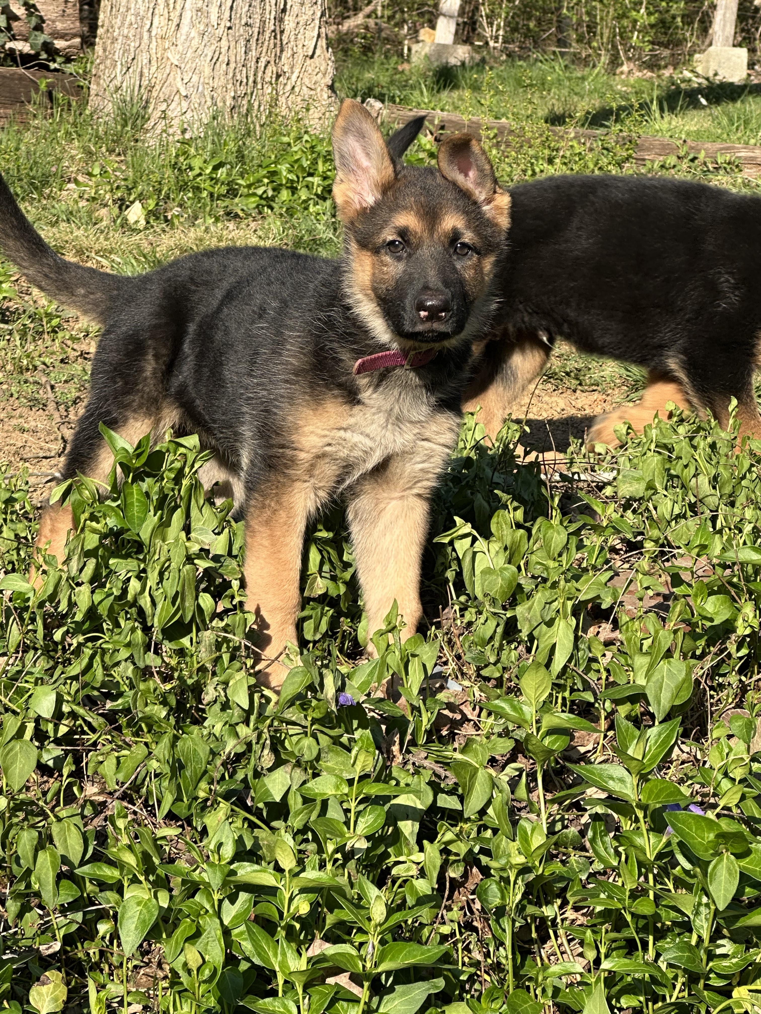 Enlarge Wheel Jack, a Adopted German Shepherd Dog in Knoxville, TN image 4/5