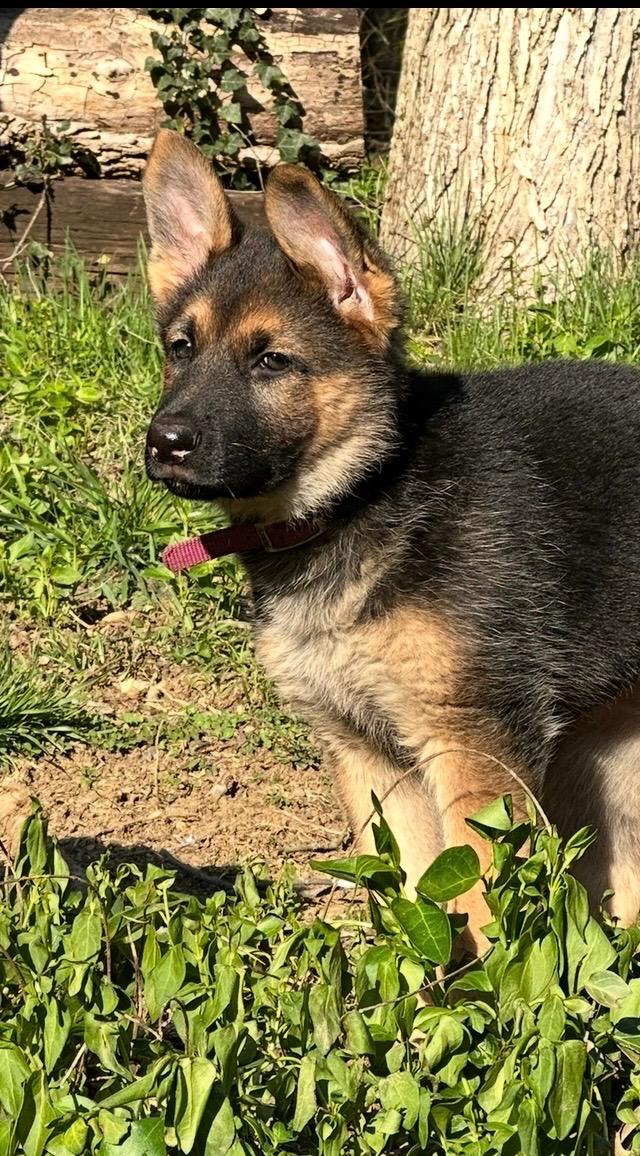 Enlarge Wheel Jack, a Adopted German Shepherd Dog in Knoxville, TN image 5/5