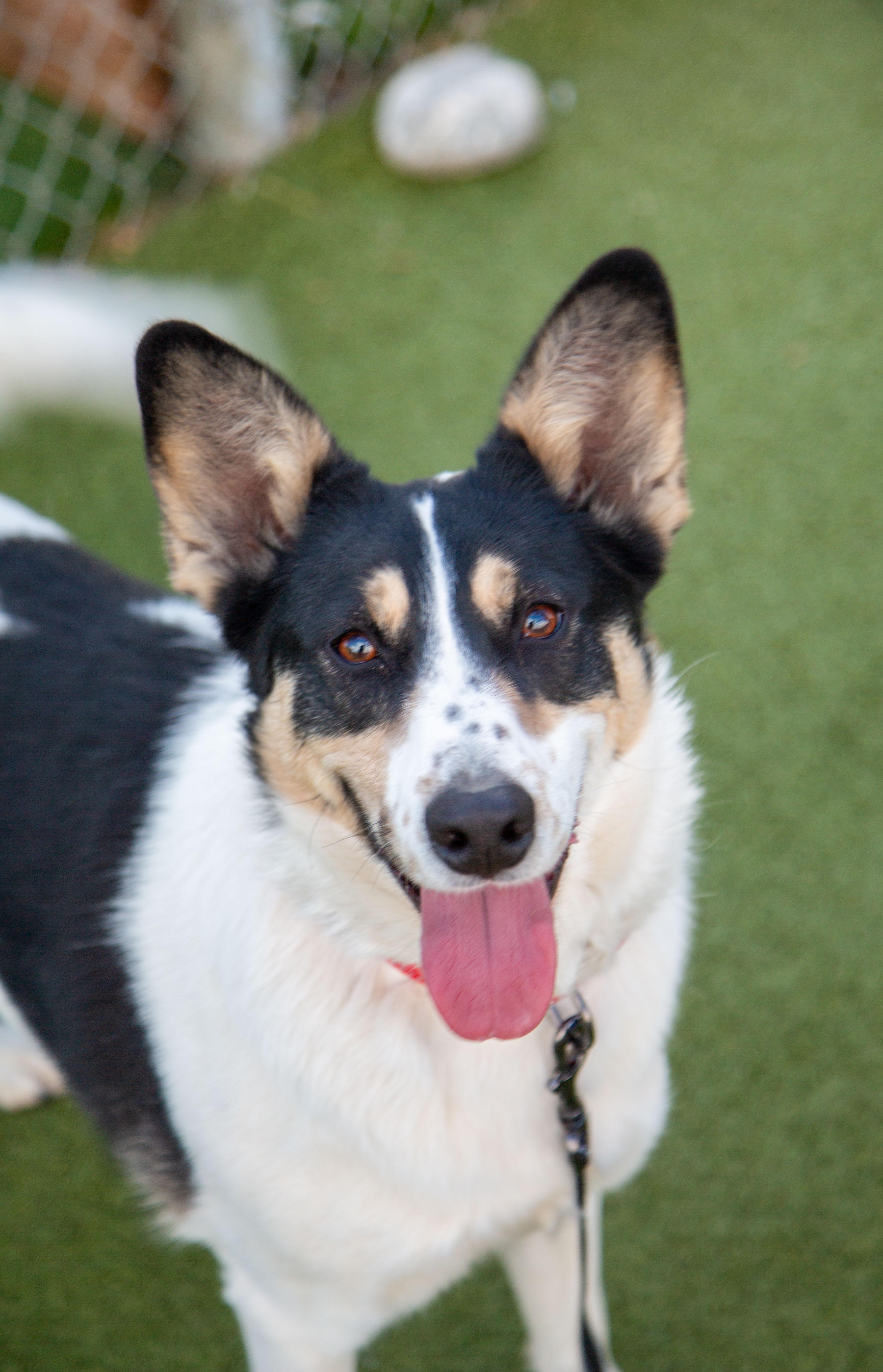 Kima, Adoptable, Adult Female Border Collie.