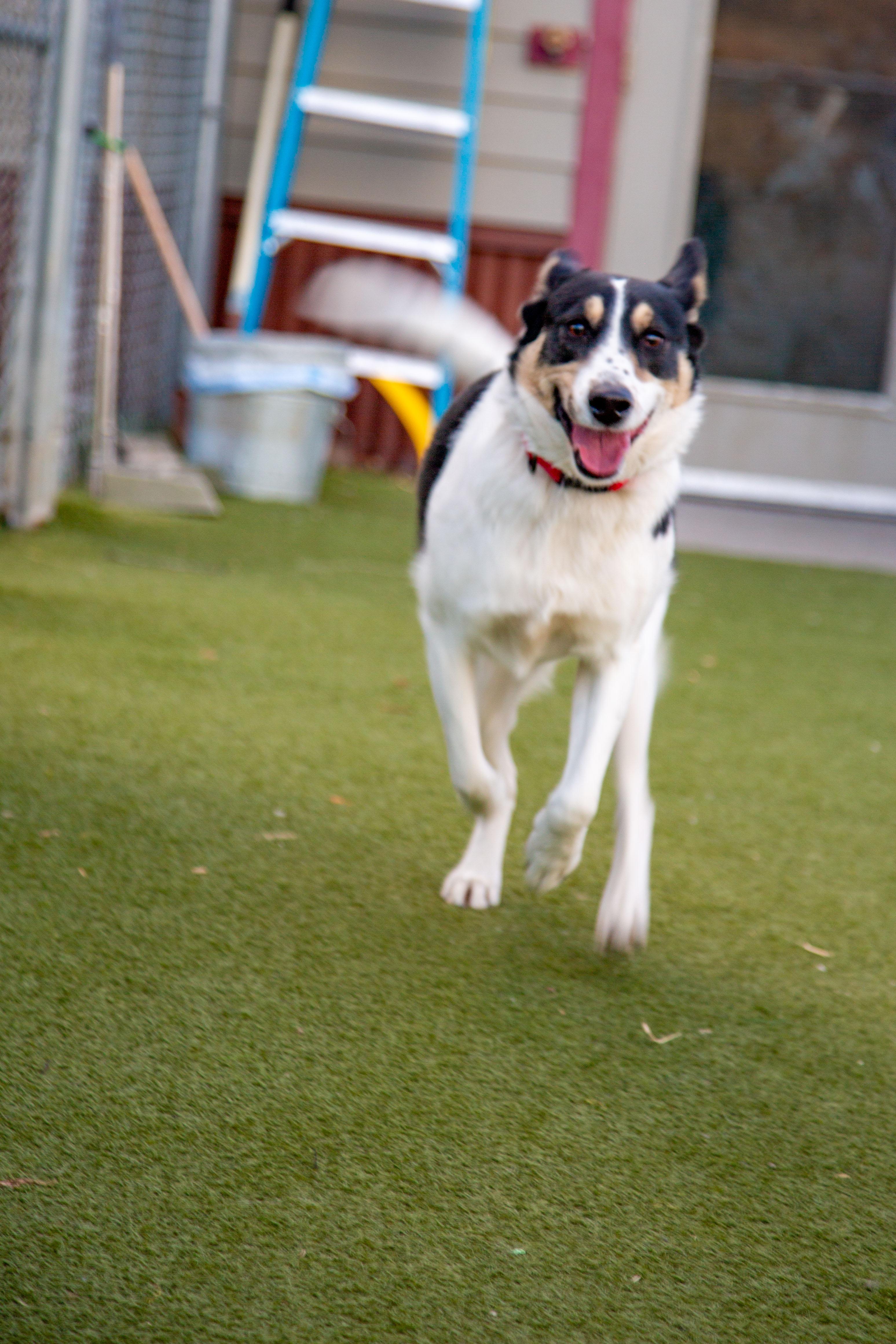 Enlarge Kima, a Adoptable mixed breed in Gunnison, CO image 2/3