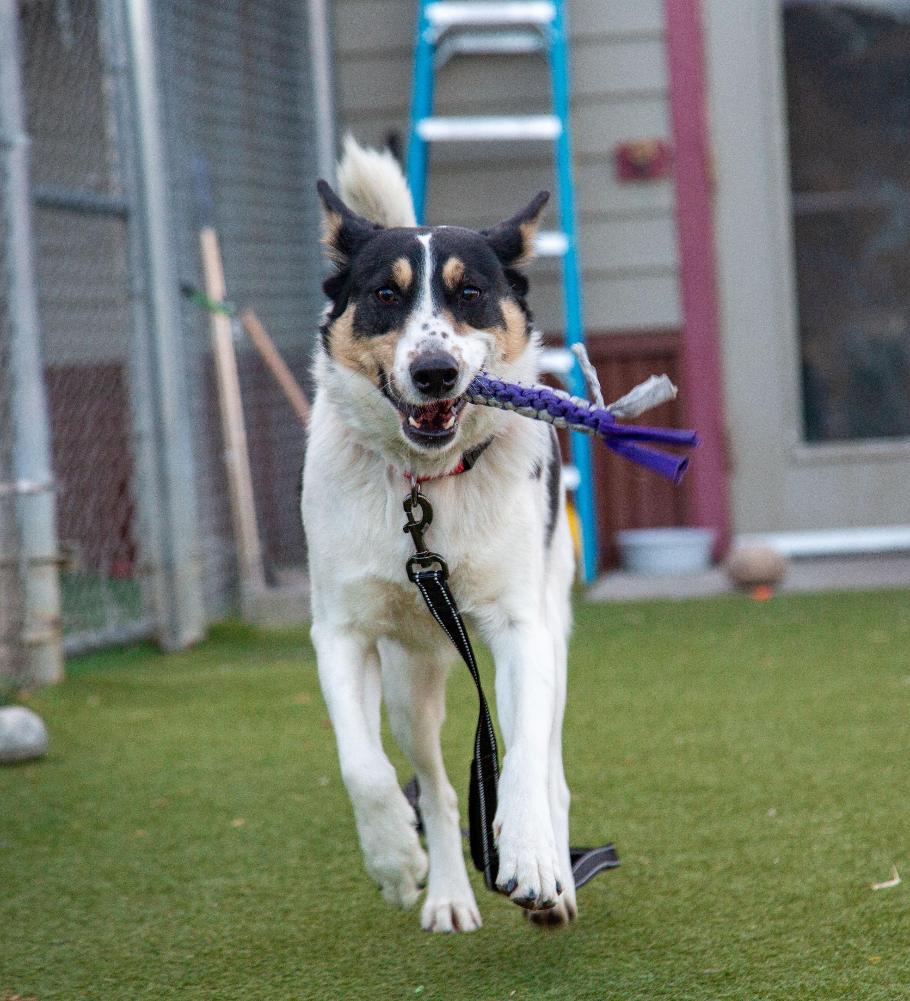 Enlarge Kima, a Adoptable mixed breed in Gunnison, CO image 3/3