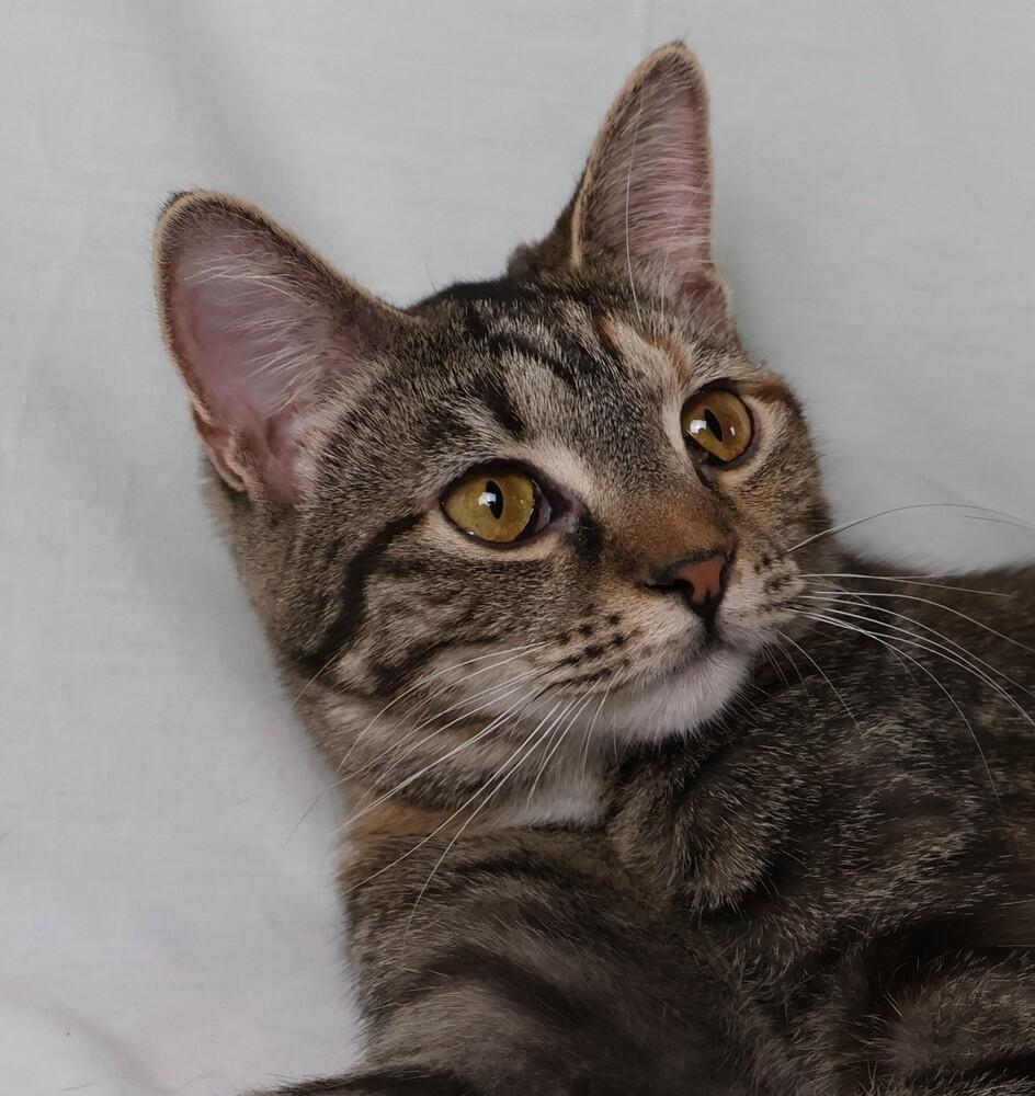 Joey, Adoptable, Adult Female Domestic Short Hair.