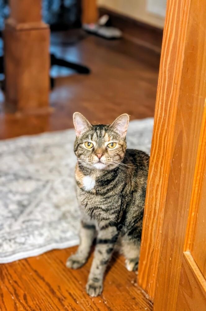 Enlarge Joey, a Adoptable Domestic Short Hair in Statesville, NC image 2/3