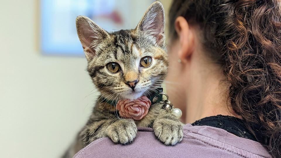Enlarge Joey, a Adoptable Domestic Short Hair in Statesville, NC image 3/3