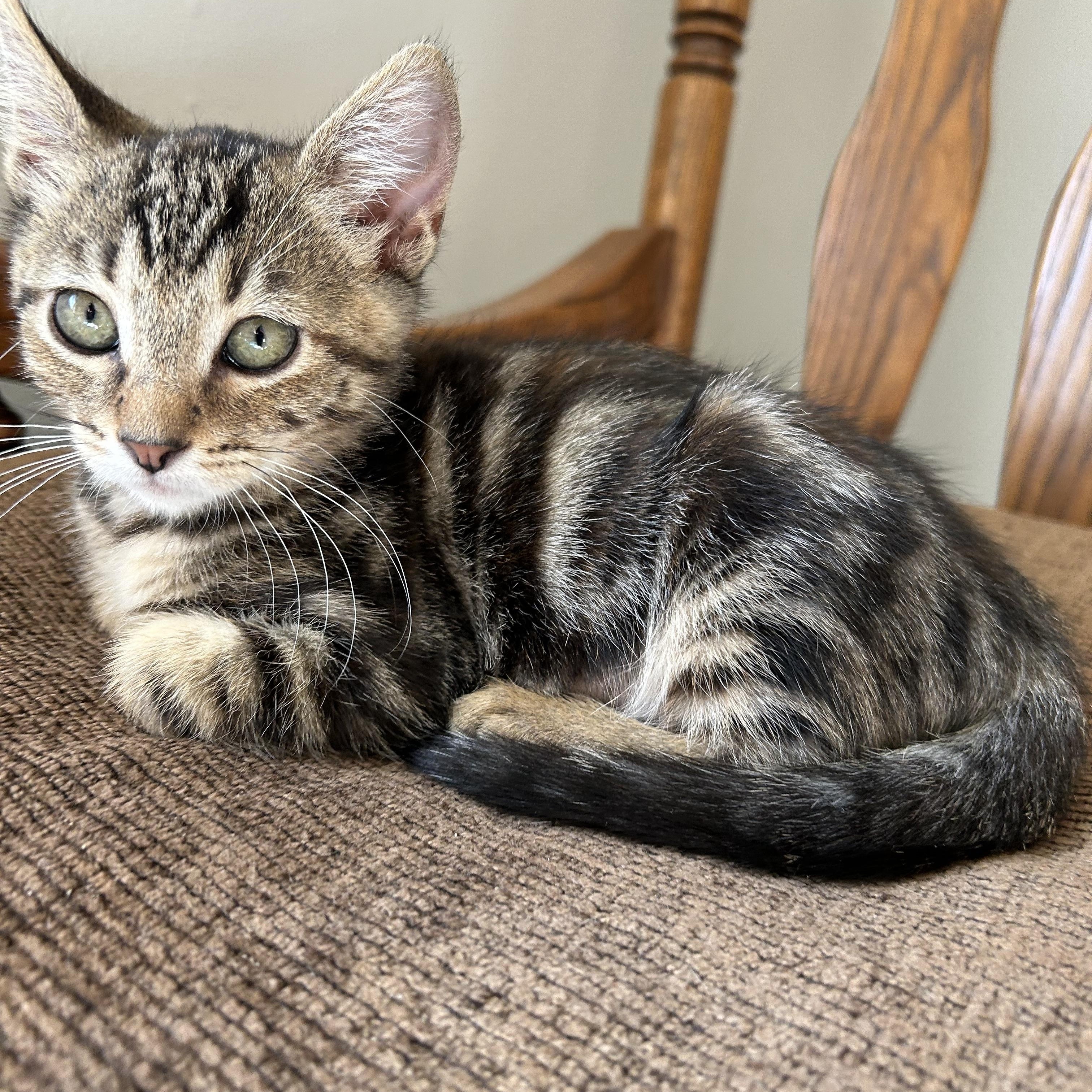 Rosie, a ADOPTABLE Domestic Short Hair in Riverside, CA image 2/3
