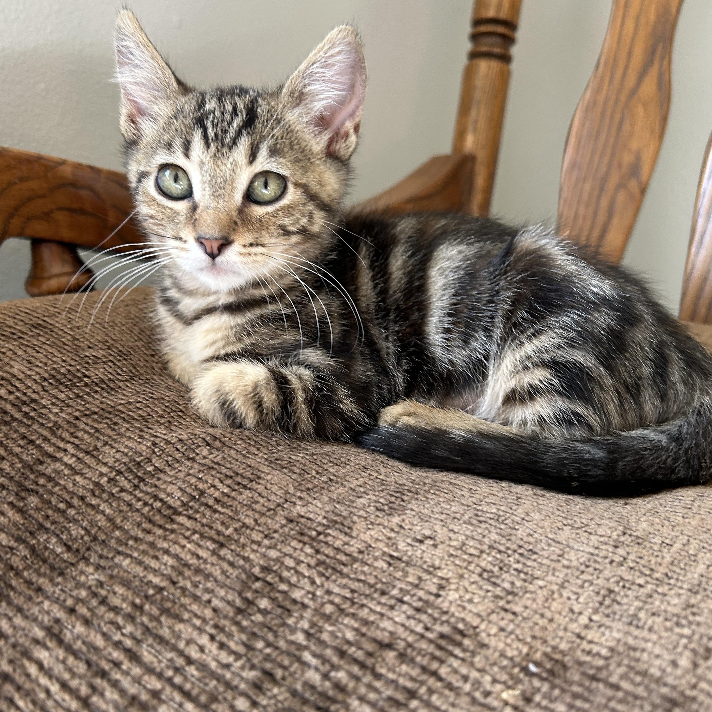 Rosie, ADOPTABLE, Kitten Female Domestic Short Hair.