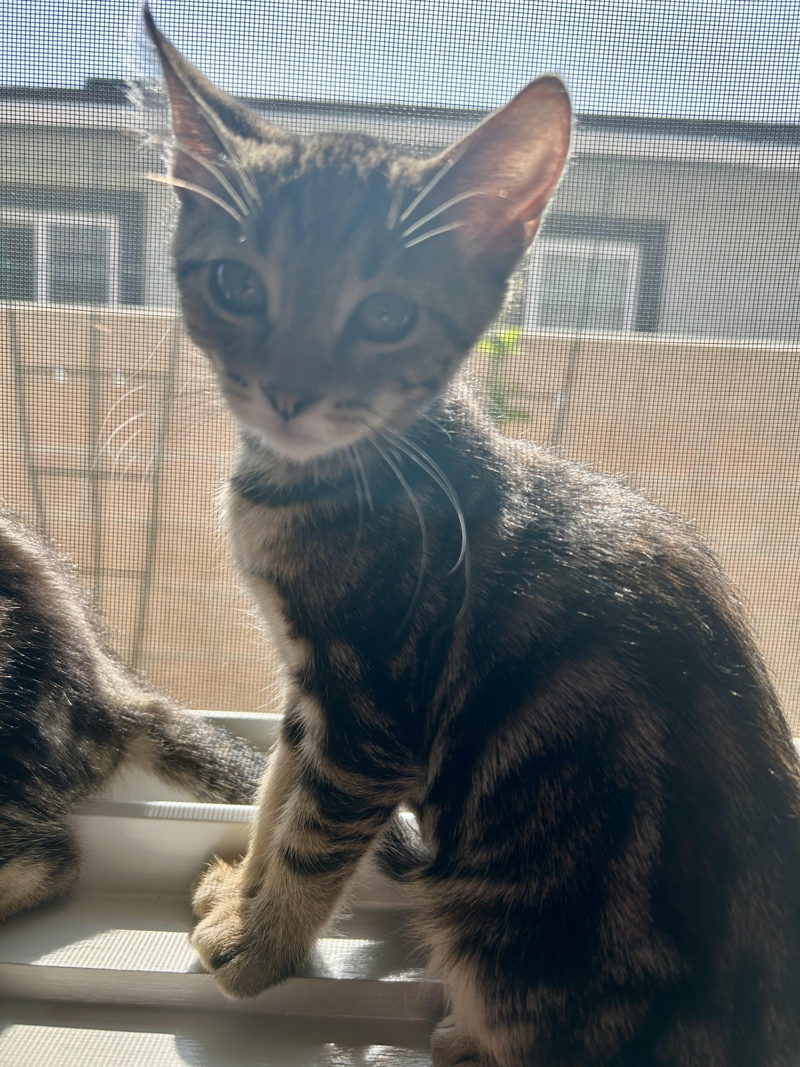 Rosie, a ADOPTABLE Domestic Short Hair in Riverside, CA image 3/3