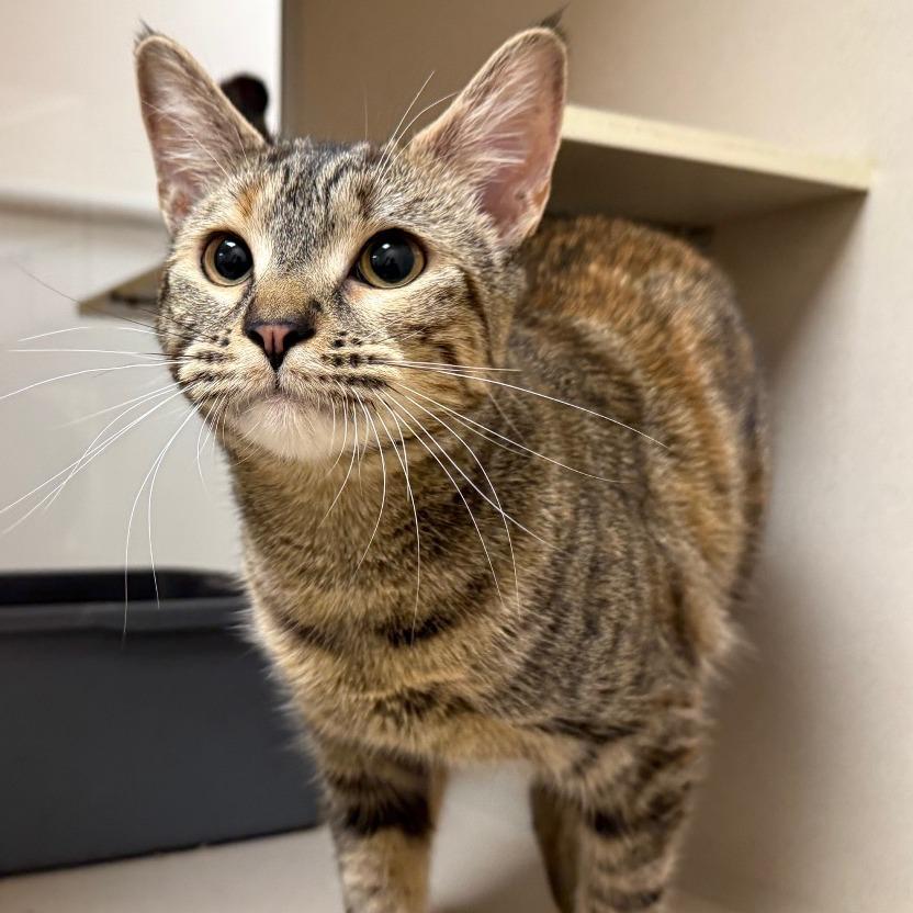 Willow, Adoptable, Adult Female Domestic Short Hair.