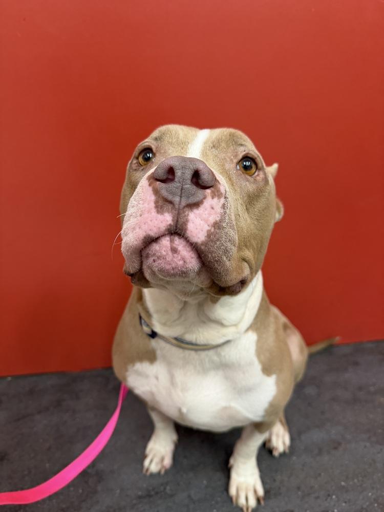 Paris, Adoptable, Adult Female Mixed Breed.