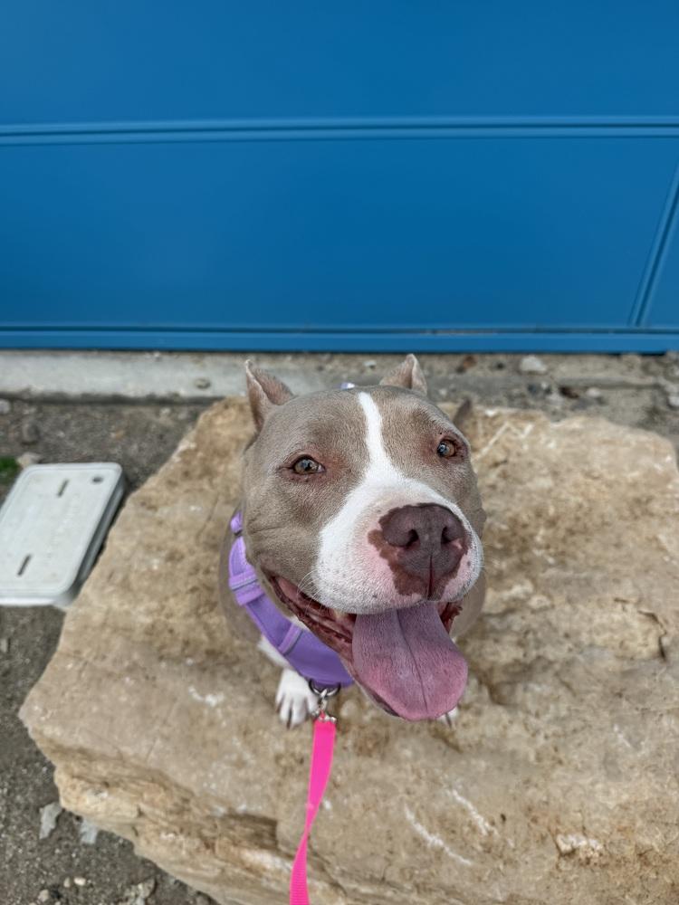 Enlarge Paris, a Adoptable mixed breed in Clinton Township, MI image 2/3