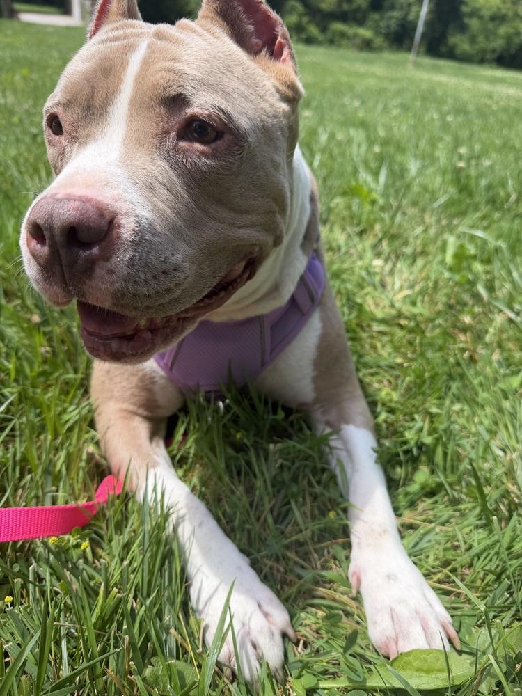 Enlarge Paris, a Adoptable mixed breed in Clinton Township, MI image 3/3