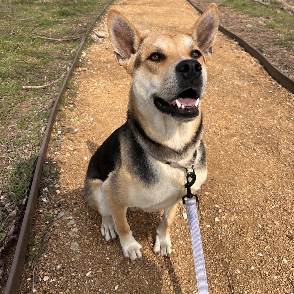Banjo, Adoptable, Adult Male Mixed Breed.