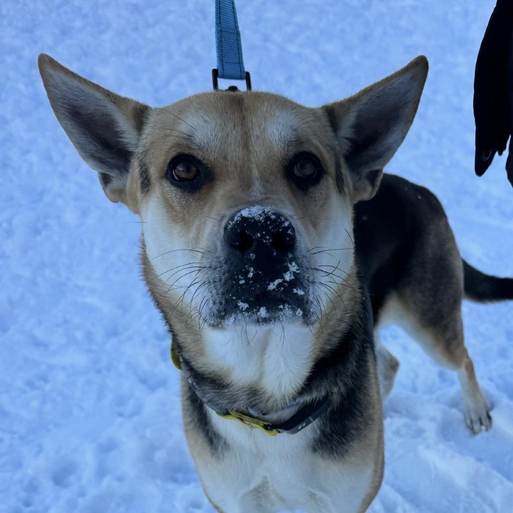 Banjo, Adoptable, Adult Male Mixed Breed.