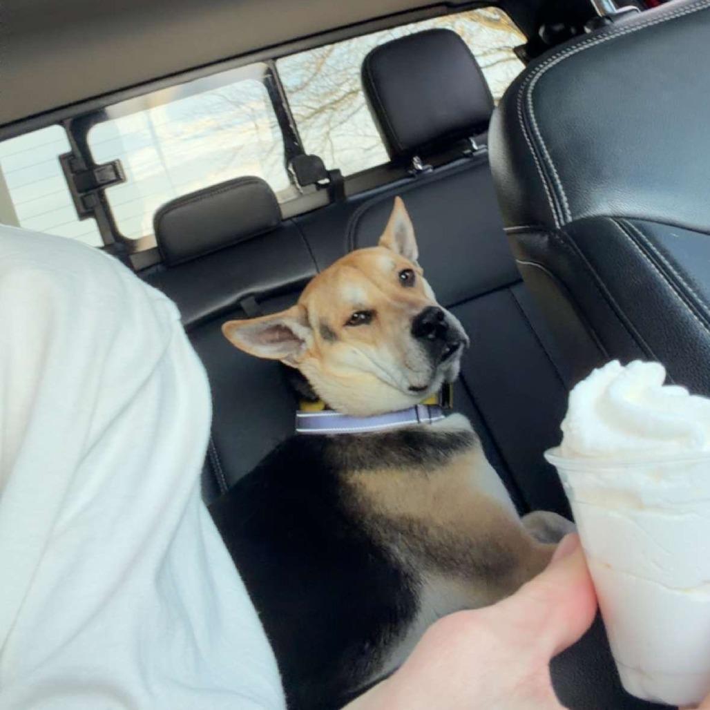 Enlarge Banjo, a Adoptable Mixed Breed in Bentonville, AR image 3/5