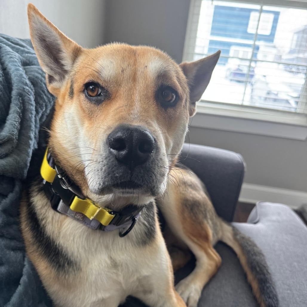 Enlarge Banjo, a Adoptable Mixed Breed in Bentonville, AR image 5/5