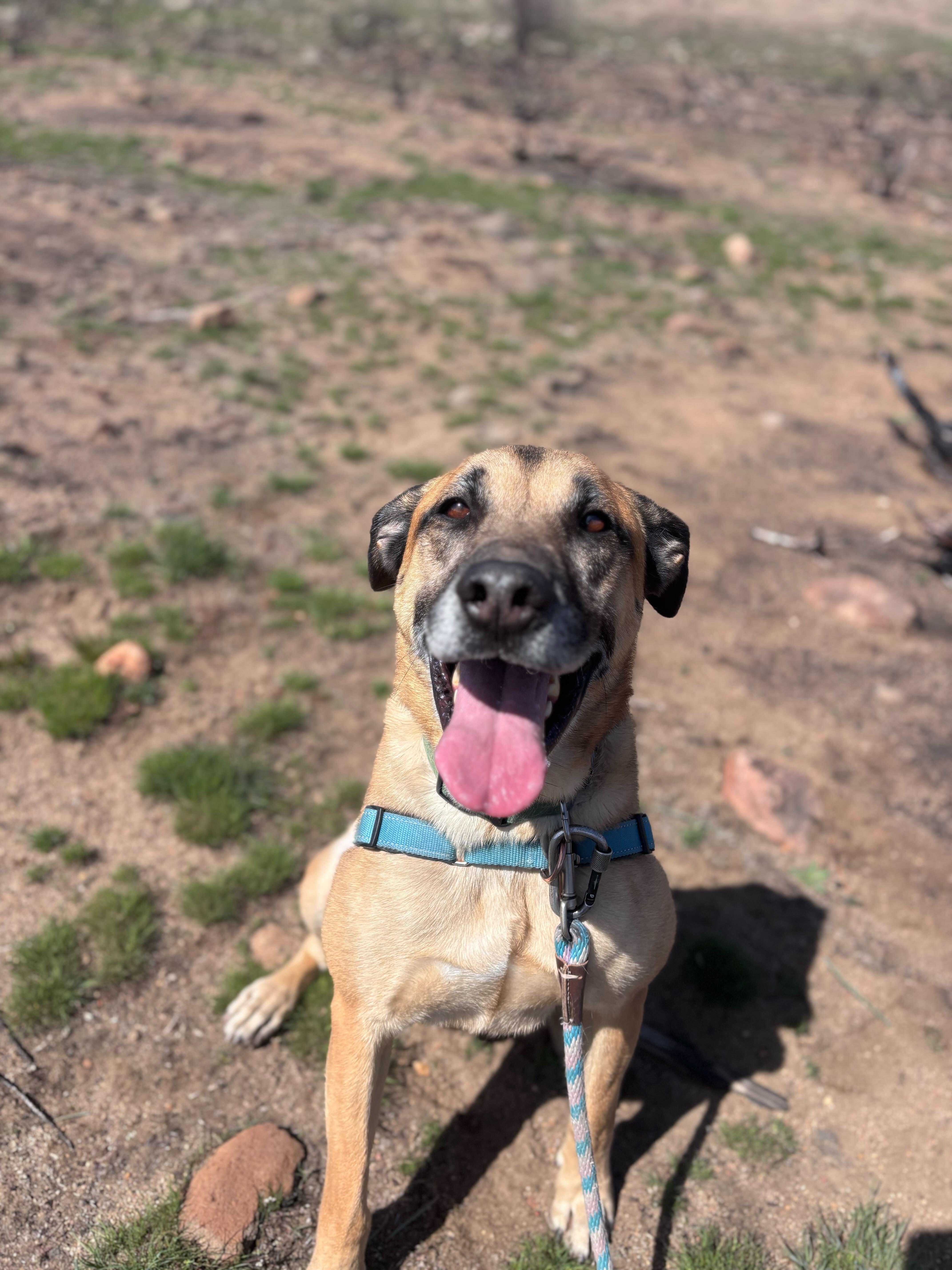 Lord Byron, Adoptable, Adult Male Shepherd.