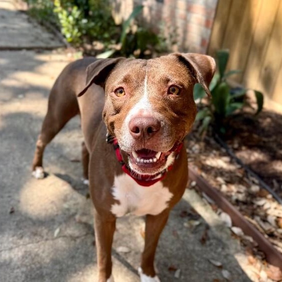 Beso Kissy Kissy Sweetheart! — thumbnail 4