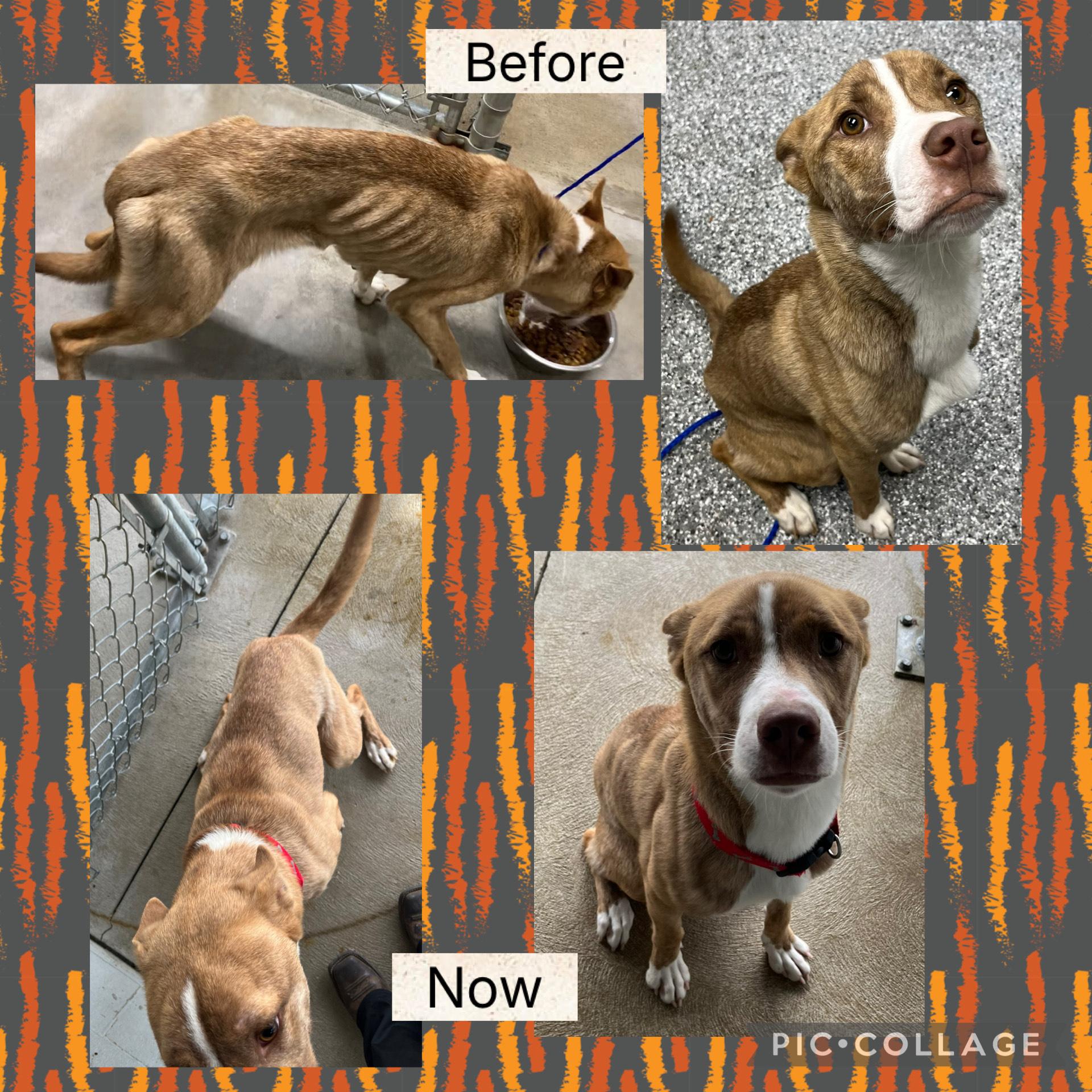 Enlarge Cedar, a ADOPTABLE mixed breed in Bryan, OH image 1/1