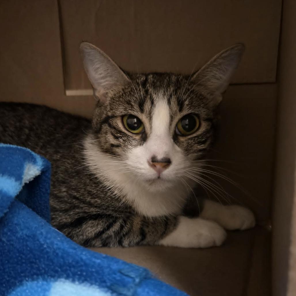Enlarge Violet, a Adoptable Domestic Short Hair in Ballston Spa, NY image 1/4