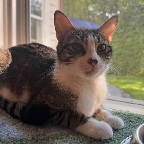 Enlarge Violet, a Adoptable Domestic Short Hair in Ballston Spa, NY image 2/4