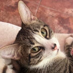 Enlarge Violet, a Adoptable Domestic Short Hair in Ballston Spa, NY image 3/4