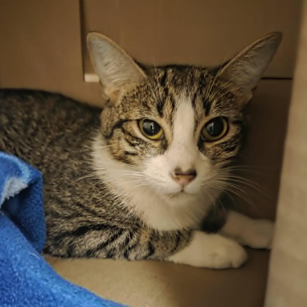Enlarge Violet, a Adoptable Domestic Short Hair in Ballston Spa, NY image 4/4
