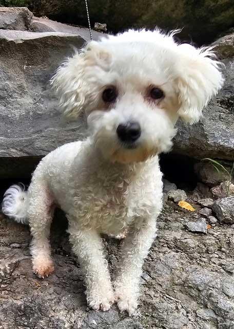 BO, a Adopted Bichon Frise in Franklin, TN image 1/3