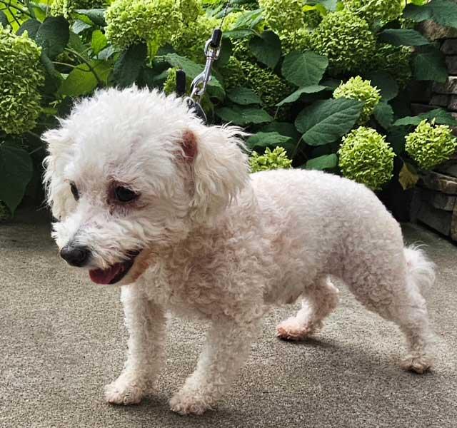 BO, a Adopted Bichon Frise in Franklin, TN image 3/3