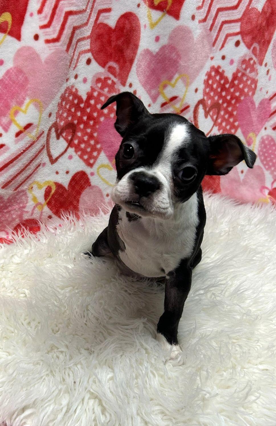 CLEMENTINE (ohiosdrescue@gmail.com), adopted, Puppy Female Boston Terrier.
