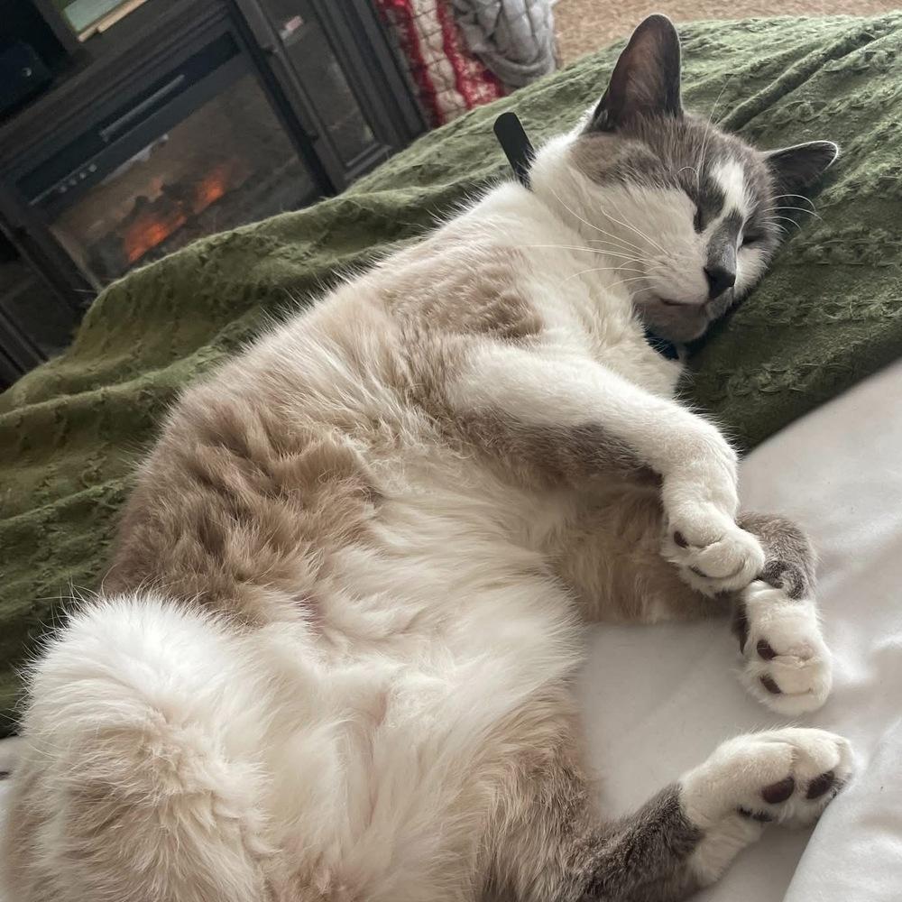 Sully (aka Prince 5), Adoptable, Adult Male Siamese.