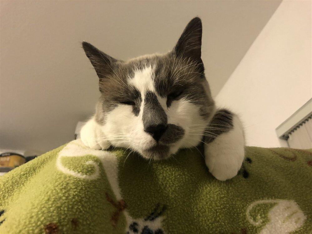 Sully (aka Prince 5), a Adoptable mixed breed in Austin, TX image 2/6