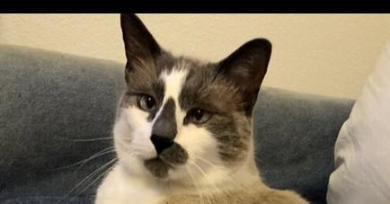 Sully (aka Prince 5), a Adoptable mixed breed in Austin, TX image 3/6