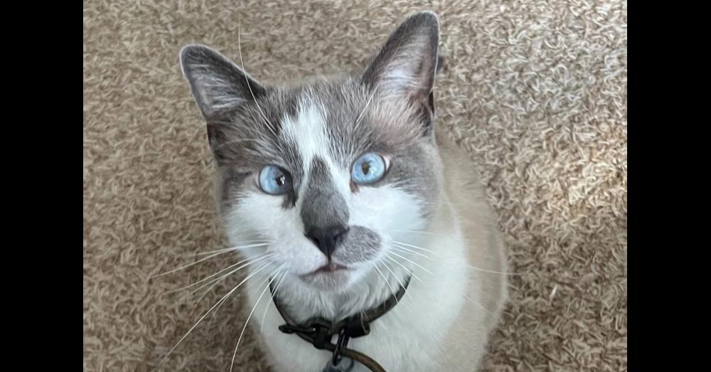 Sully (aka Prince 5), a Adoptable mixed breed in Austin, TX image 5/6